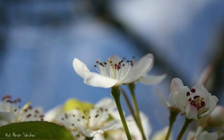 Fotografía de unas flores de manzano de color blanco sobre fondo azul y verde