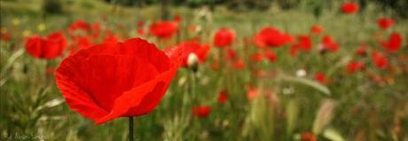 Fotografía de un campo de amapolas tomada en el Pardo, Madrid
