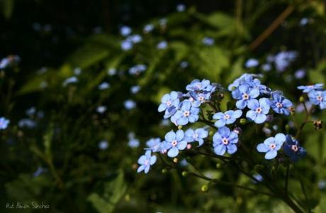 Fotografía de flores azules sobre un fondo verde tomada en el Jardín Botánico de Madrid