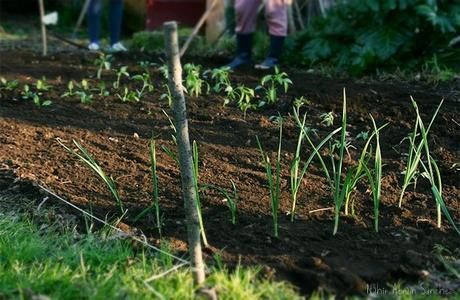 fotografía de un huerto recién plantado