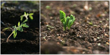 composición planta de tomate pequeña y planta de guisantes germinando
