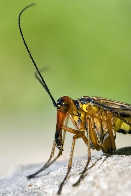 Panorpa meridionalis (Rambur, 1842) Mosca escorpión