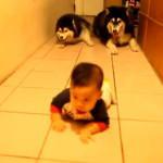 perros imitando a un bebé