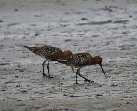 Un rato con las agujas