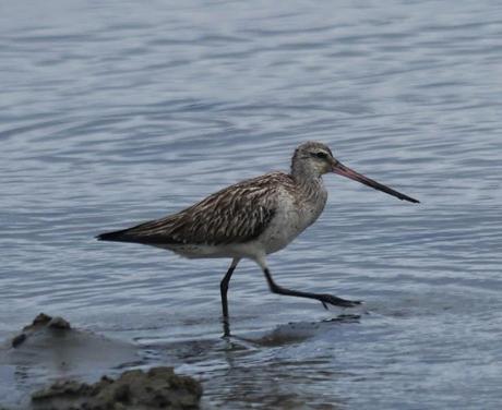 Un rato con las agujas