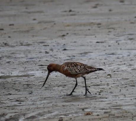 Un rato con las agujas