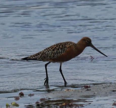 Un rato con las agujas