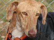Carola, preciosa galga adopción. (madrid)