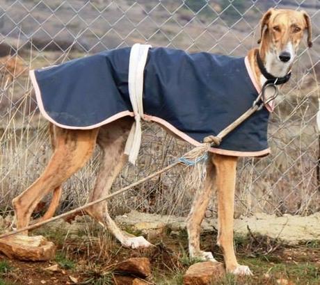 LLUNA, PRECIOSA GALGA EN ADOPCIÓN. (MADRID)