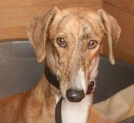 LLUNA, PRECIOSA GALGA EN ADOPCIÓN. (MADRID)