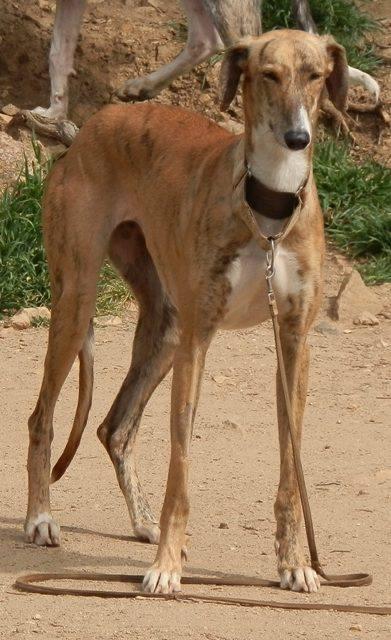 LLUNA, PRECIOSA GALGA EN ADOPCIÓN. (MADRID)