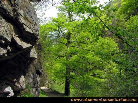 Ruta del Alba: Vegetación en la ruta Ruta del Alba: Vegetación en la ruta