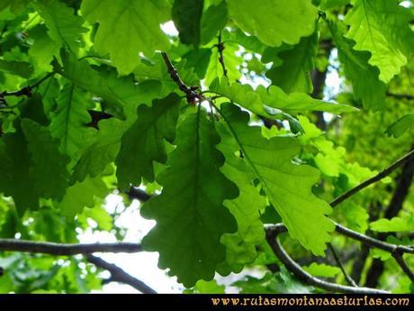 Ruta del Alba: Hoja de Roble Ruta del Alba: Hoja de Roble