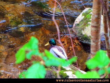 Ruta del Alba: Pato en el río Ruta del Alba: Pato en el río