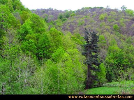 Ruta del Alba: Pino emergiendo entre el resto de árboles Ruta del Alba: Pino emergiendo entre el resto de árboles