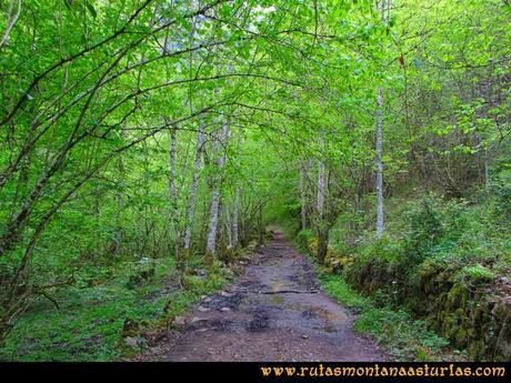 Ruta del Alba: Arboleda cubre el camino Ruta del Alba: Arboleda cubre el camino