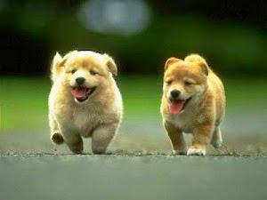 Casi una novela- Megan Maxwell