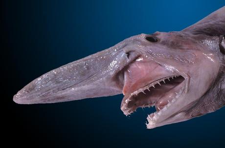 Capturan un Tiburón Duende (Goblin Shark)