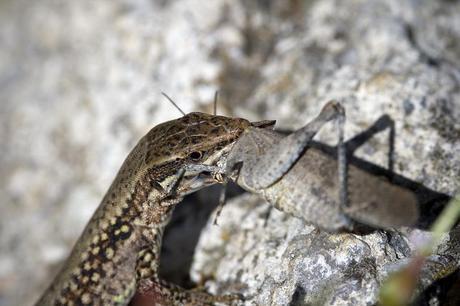 Para ampliar Omocestus sp (Saltamontes) hacer clic