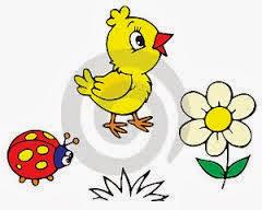 El pollito desobediente