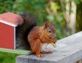 La ardilla envidiosa