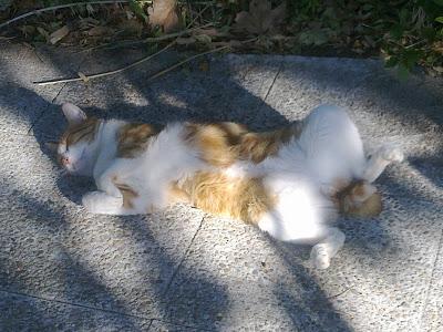 Asociación Garaldea