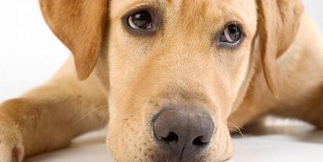 Mascotas con Stress Mascotas con Stress