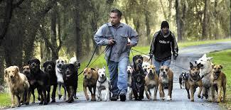 Que debemos Cuidar de Nuestras Mascotas y con que Frecuen...