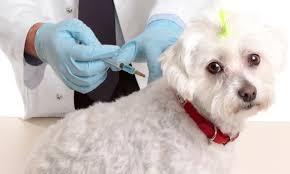 Que debemos Cuidar de Nuestras Mascotas y con que Frecuen...