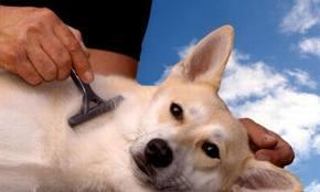 Que debemos Cuidar de Nuestras Mascotas y con que Frecuen...