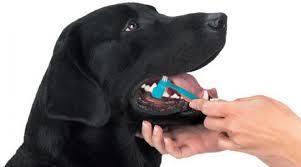 Que debemos Cuidar de Nuestras Mascotas y con que Frecuen...