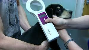 Microchip para tu Mascota