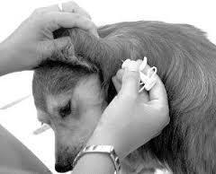 Microchip para tu Mascota