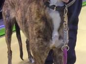 Haya adopción. (madrid)