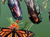 MARIPOSA QUERIA SALIR CAPULLO… Reflexión.