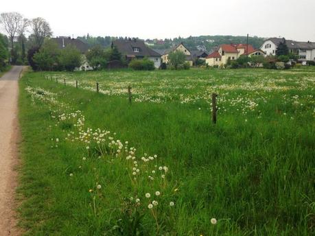 Así se ve Trierweiler