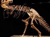 Descubren nueva especie tiranosaurio hocico alargado