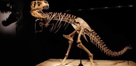 Descubren nueva especie de tiranosaurio de hocico alargado