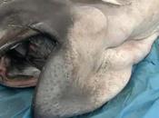 Raro tiburón boca ancha capturado aguas Japón