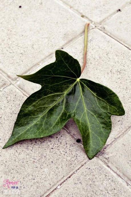 MACRO DEL DÍA: VEGETACIÓN SILVESTRE