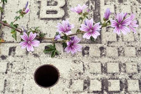 MACRO DEL DÍA: VEGETACIÓN SILVESTRE