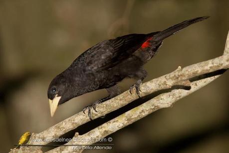 Boyero cacique (Red-rumped Cacique) Cacicus haemorrhous