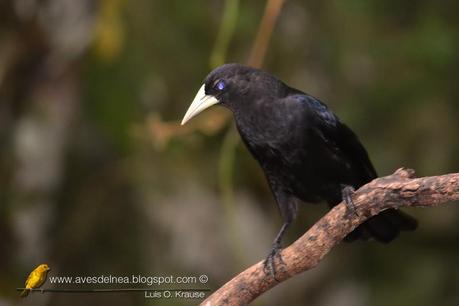 Boyero cacique (Red-rumped Cacique) Cacicus haemorrhous