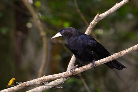 Boyero cacique (Red-rumped Cacique) Cacicus haemorrhous
