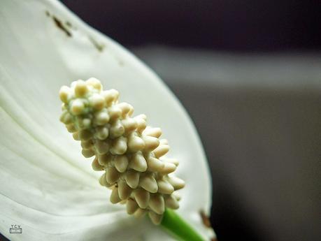 Macro del día, plantas