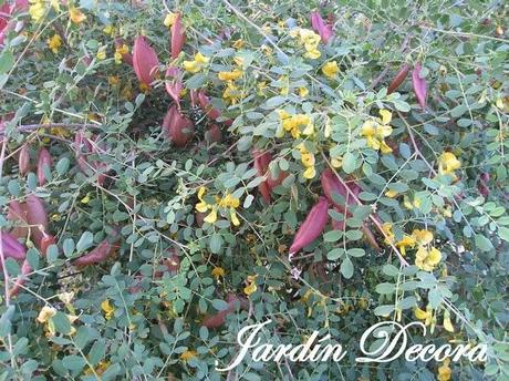 frutos-rojos-de-la-colutea-y-flores