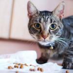 mi gato come muy deprisa