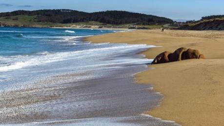 De marcha por la costa ferrolana, de la playa de Cariño a San Jorge y vuelta