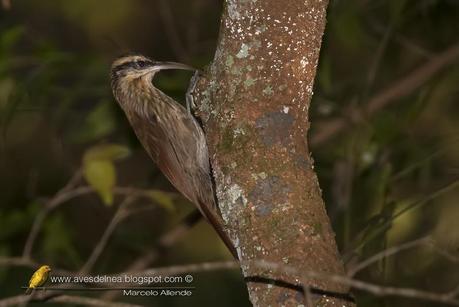 Chinchero chico (Narrow-billed Woodcreeper) Lepidocolaptes angustirostris