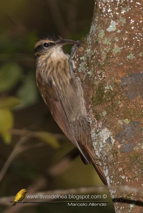 Chinchero chico (Narrow-billed Woodcreeper) Lepidocolaptes angustirostris